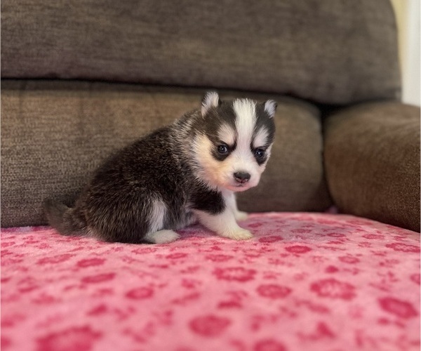 Medium Photo #5 Pomsky Puppy For Sale in DRACUT, MA, USA
