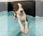 Small #1 Boston Terrier