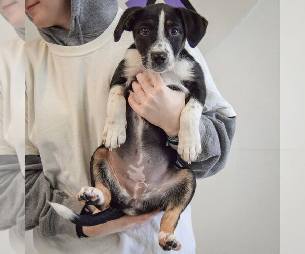 Medium Photo #3 Beagle-Unknown Mix Puppy For Sale in Huntley, IL, USA