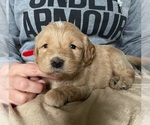 Small Photo #4 Goldendoodle (Miniature) Puppy For Sale in ALBION, NJ, USA