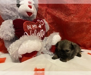 Shih Tzu Puppy for sale in COLCORD, OK, USA