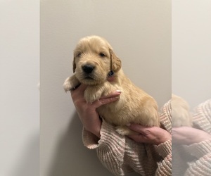 Golden Retriever Puppy for sale in CLARKSVILLE, TN, USA