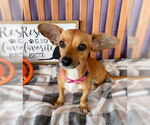 Small #2 Chiweenie
