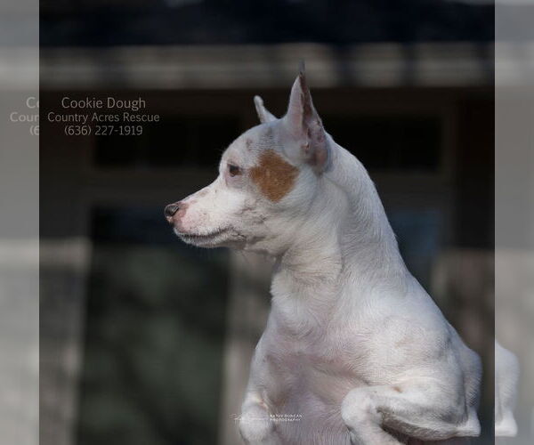 Medium Photo #1 Chihuahua-Unknown Mix Puppy For Sale in Manchester, MO, USA