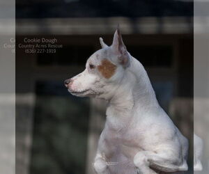 Chihuahua-Unknown Mix Dogs for adoption in Manchester, MO, USA