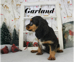 Small #13 Cavalier King Charles Spaniel