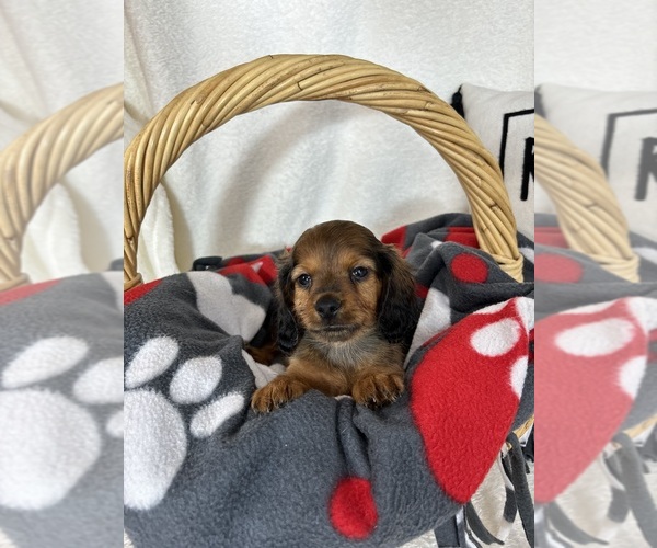 Medium Photo #2 Dachshund Puppy For Sale in GREENFIELD, IN, USA