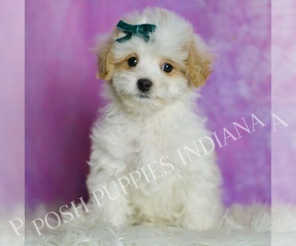 Medium Photo #6 Maltipoo (Miniature) Puppy For Sale in WARSAW, IN, USA