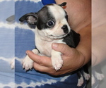 Small Photo #5 Boston Terrier Puppy For Sale in BEND, OR, USA