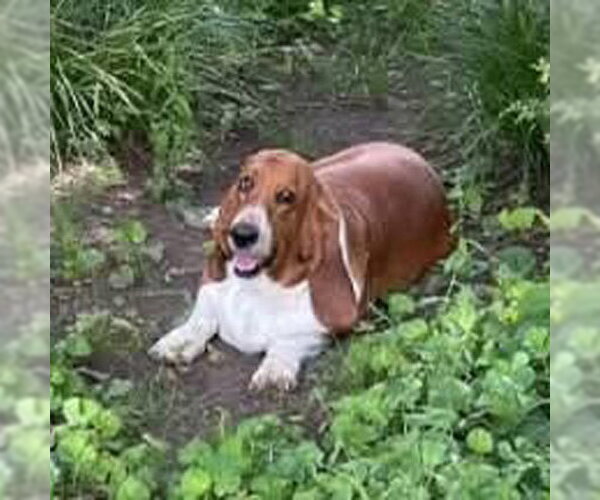 Medium Photo #2 Basset Hound Puppy For Sale in Deepwater, NJ, USA