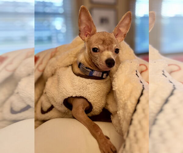 Medium Photo #1 Chihuahua Puppy For Sale in Oakhurst, NJ, USA