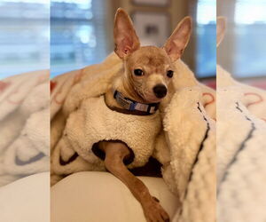 Chihuahua Dogs for adoption in Oakhurst, NJ, USA