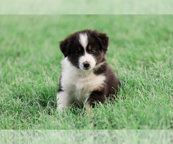 Medium Photo #48 Australian Shepherd Puppy For Sale in ARODA, VA, USA
