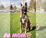 Small #13 German Shepherd Dog