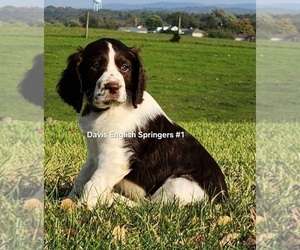 English Springer Spaniel Puppy for sale in NEWVILLE, PA, USA