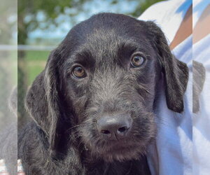Irish Wolfhound-Unknown Mix Dogs for adoption in Huntley, IL, USA