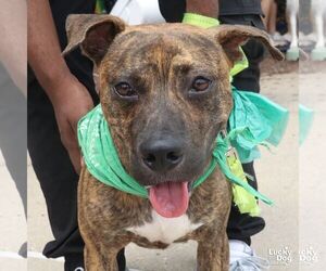 Thatcher - Male Plott Hound-Unknown Mix Dog for Adoption - Photo #4