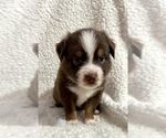 Small Photo #3 Miniature Australian Shepherd Puppy For Sale in OKLAHOMA CITY, OK, USA