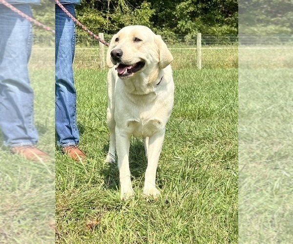 Medium Photo #1 Labrador Retriever Puppy For Sale in NEOLA, WV, USA