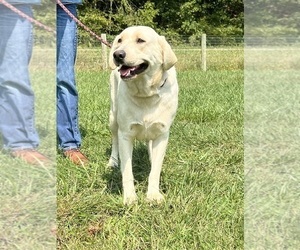 Mother of the Labrador Retriever puppies born on 03/13/2026
