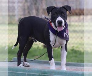 Mutt Dogs for adoption in Modesto, CA, USA