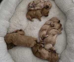 Cavapoo Litter for sale in ROSEDALE, IN, USA