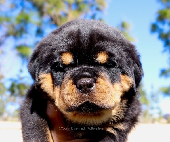 Medium Photo #16 Rottweiler Puppy For Sale in FONTANA, CA, USA