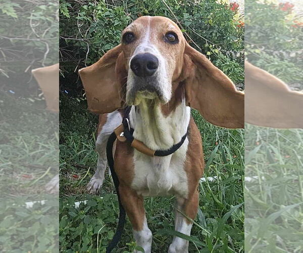 Medium Photo #4 Basset Hound Puppy For Sale in Deepwater, NJ, USA