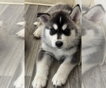 Small #3 Siberian Husky