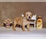 Puppy Tesla Golden Retriever