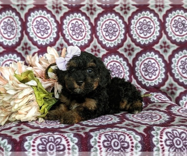 Medium Photo #4 Poovanese Puppy For Sale in STRASBURG, PA, USA