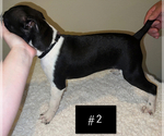 Small Photo #5 Boston Terrier Puppy For Sale in ARROYO GRANDE, CA, USA