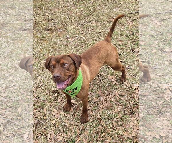 Medium Photo #4 Mutt Puppy For Sale in Shelburne, VT, USA