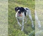 Small Photo #2 German Shorthaired Pointer Puppy For Sale in SORRENTO, FL, USA