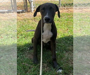 Labrador Retriever Dogs for adoption in Tarboro, NC, USA
