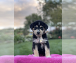 Small Photo #5 Goberian Puppy For Sale in ANTIOCH, TN, USA