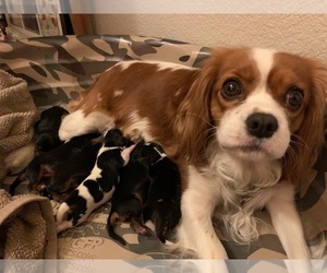 Mother of the Cavalier King Charles Spaniel puppies born on 01/16/2022