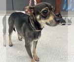 Small #1 Chihuahua Mix