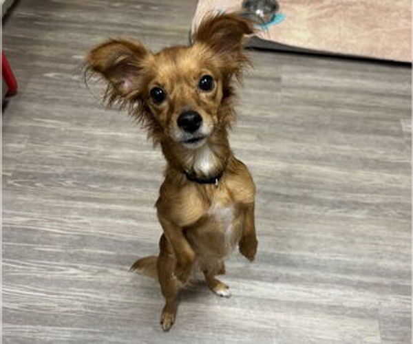 Medium Photo #5 Chihuahua Puppy For Sale in San Diego, CA, USA