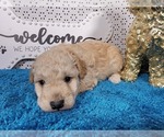 Small Photo #19 Goldendoodle mix (+ Poodle Toy) Puppy For Sale in BLACK FOREST, CO, USA