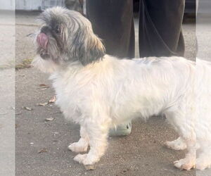 Shih Tzu-Unknown Mix Dogs for adoption in Oakhurst, NJ, USA
