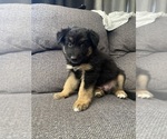 Small #14 German Shepherd Dog