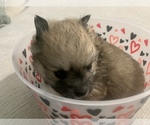 Small Photo #6 Pomeranian Puppy For Sale in BUSH, LA, USA