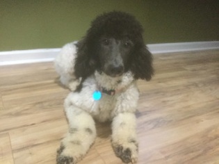 Poodle (Standard) Puppy for sale in THOMASVILLE, AL, USA