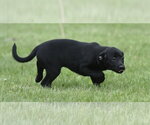 Small #4 Borador