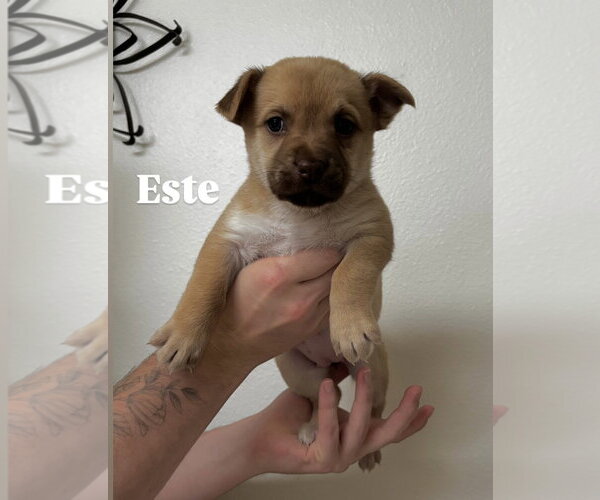 Medium Photo #5 Mutt Puppy For Sale in Bellevue, WA, USA