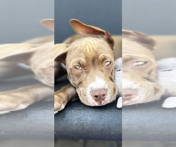 Medium Photo #10 Staffordshire Bull Terrier-Unknown Mix Puppy For Sale in Dana Point, CA, USA