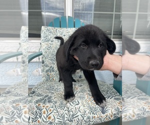 Labrenees Puppy for sale in DAYTON, NV, USA
