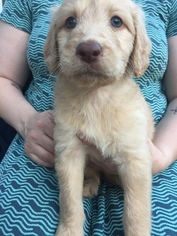 Labradoodle Puppy for sale in SNOHOMISH, WA, USA