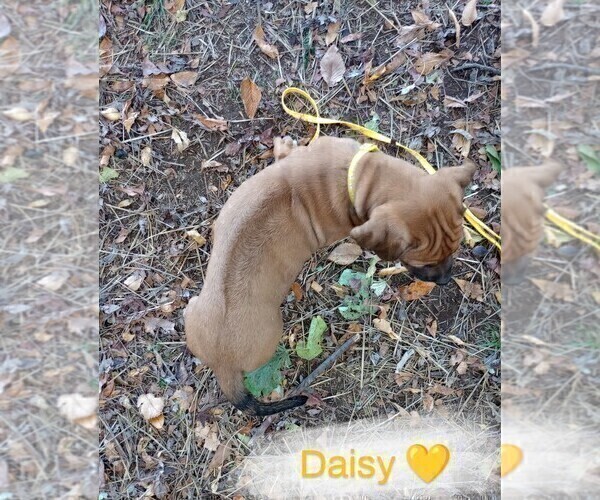 Medium Photo #5 Rhodesian Ridgeback Puppy For Sale in ASBURY, MO, USA